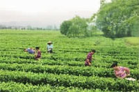 fun88,油茶莳植生产加工销售,植物油莳植生产加工销售